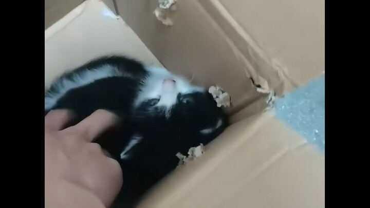 ลูกแมว~ลูกแมว~ลูกแมวน่ารัก~