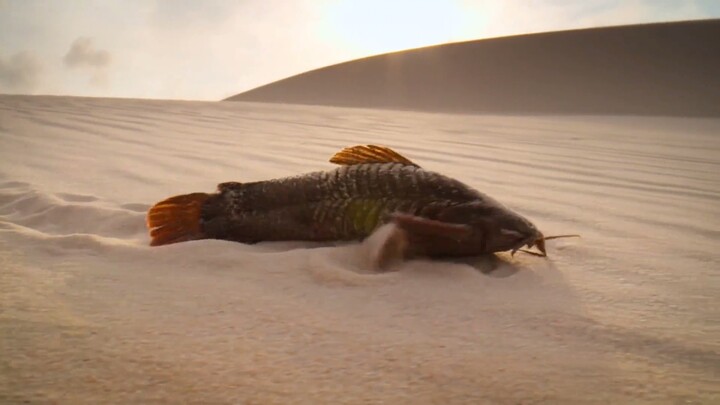 Ikan lele merangkak di padang pasir