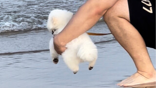 When the puppy sees the sea for the first time, its brain is ready, but its paws aren't.