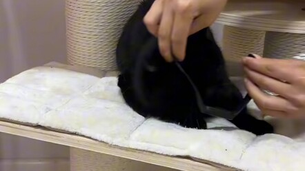 Làm thế nào để tìm được chú mèo đen tàng hình?