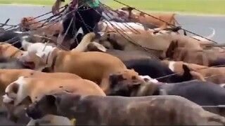 Australian man challenges himself to walk 55 dogs at once