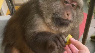 A monkey with eight hundred tricks, embarrassed but polite