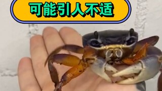 非昆虫爱好者误入 可能引人不适，请谨慎观看 #昆虫世界