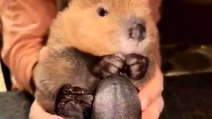 In case you haven't noticed, a baby beaver's tail is like a tire skin.