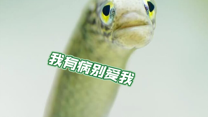 Lươn vườn: Những “kẻ hướng nội” của đại dương, nhạy cảm và mong manh như cỏ nước!