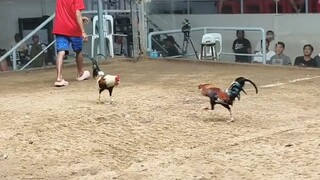 Win 🐓 Lemon 84                             9 months