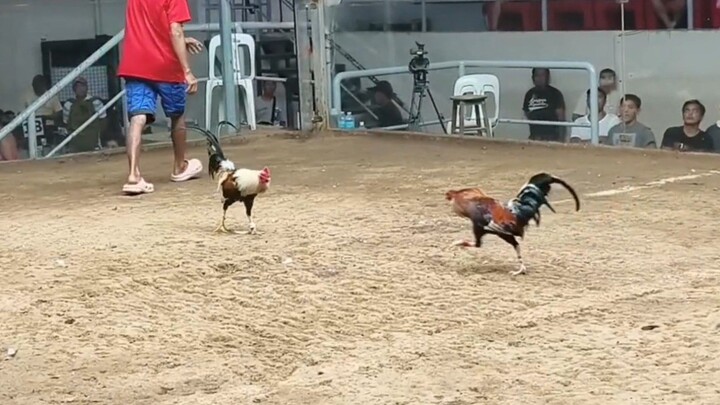 Win 🐓 Lemon 84                             9 months