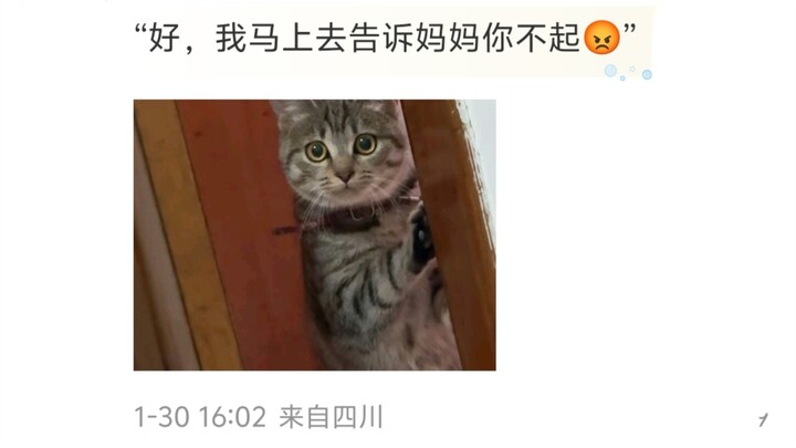 น่ารักมาก! ให้เจ้าเหมียวมาปลุกตอนเช้า คุณเหมียวนี่ต้องได้กินทูน่าสแน็กไปกี่ชิ้นกันนะ ถึงยอมเป็นนาฬิก