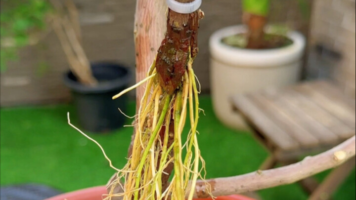 Phương pháp nhân giống hoa giấy có tỷ lệ sống cao