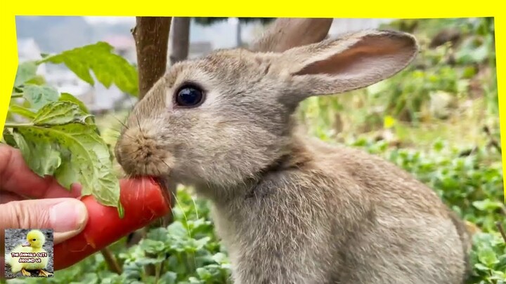 Feeding Rabbits - Cute Rabbits  - The Animals Cute Around Us - The Animals Around Us