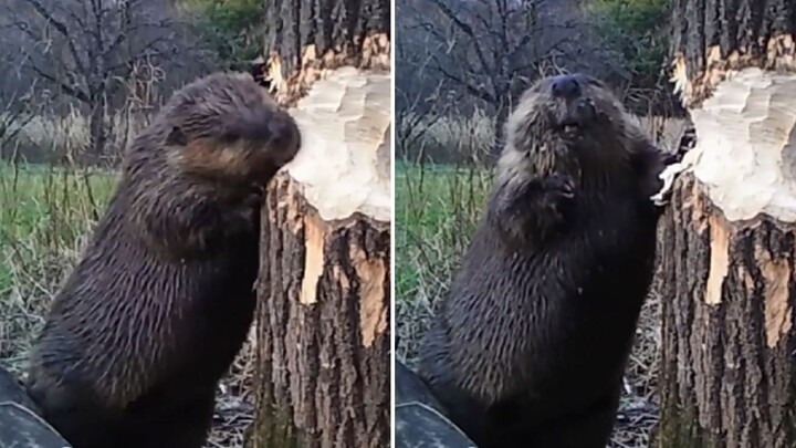 Beavers "chop" trees and steal the sound of them listening to the sound of the trees cracking