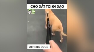 Một chiếc tró tăng động😂chó_cưng