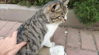 [Animals]Easy-going stray cats in the neighborhoods