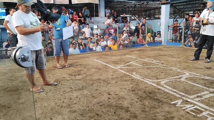 tony backyard two hits