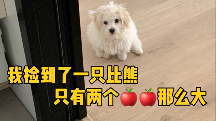 Saya menemukan seekor anjing Bichon Frise, ukurannya hanya sebesar dua buah apel | Update terbaru te