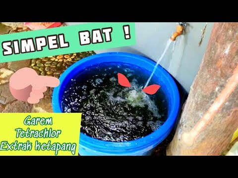 SETTINGAN AIR UNTUK CUPANG PAKAI AIR SUMUR