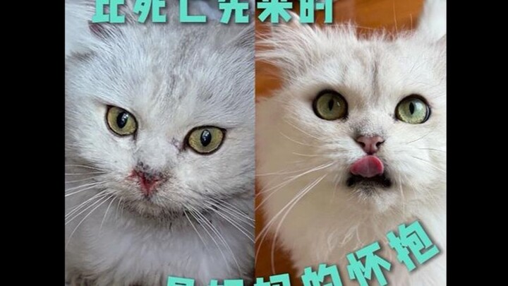 Masuk dan lihatlah perubahan si kucing liar berwajah bulat yang berhasil aku bawa pulang; ternyata, 