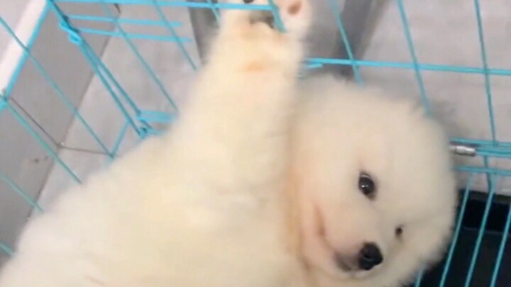 “Momen sial si anjing bodoh, wajahnya sampai habis tercoreng!”