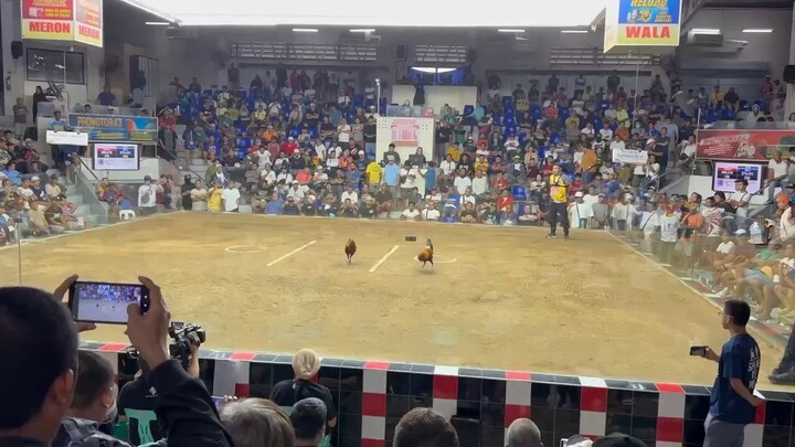 Firebird angels vs Blademaster! Firebird wins!