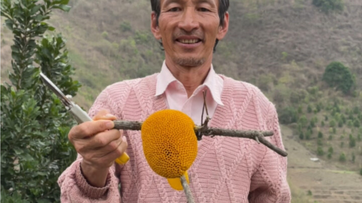 This is Yunnan's "Xiao Gua Mi"—it's super hard to find, but incredibly fragrant, sweet, and deliciou