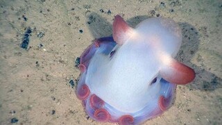 Cute big ear Dumbo octopus!