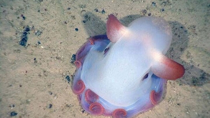 Cute big ear Dumbo octopus!