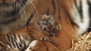 Tiger: I want to be a mommy's boy!