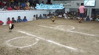 First Fight Win 3 stag derby  @SSAC 10-29-2025