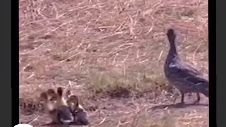 Duck Mom’s Acting Awards: Wisdom and Courage in Vintage Documentaries