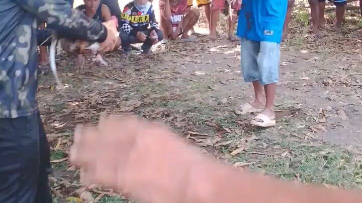 Solid bulik kapated nong una