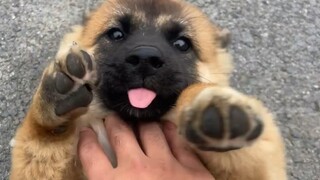 The Sheniu puppy now has a heavy task. In order to repay his gratitude, he has to guard the homes of