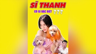 Poodle tiny của Sĩ Thanh có gì đặc biệt? tuitienpet LearnOnTikTok education dcgr poodle pet thucung