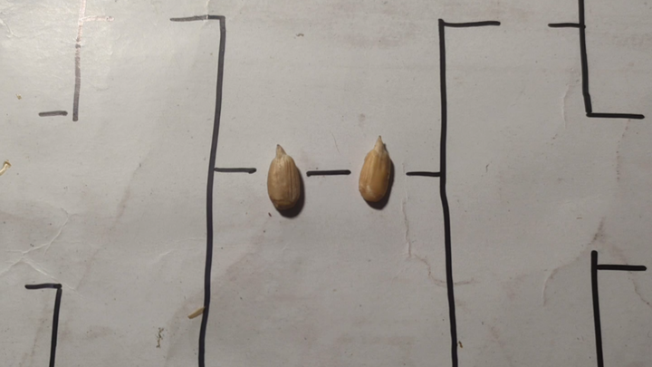 Who taught you to eat sunflower seeds like this?()