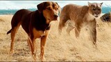 This Dog Had Found A Lion Cub And Grown Her Up Feeding Her Own Milk! | Movie Recaps | Story Recapped