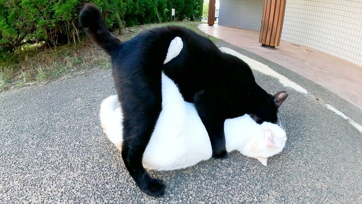 Saya membantu seekor kucing putih yang diserang oleh seekor kucing hitam, tetapi kucing putih itu ta