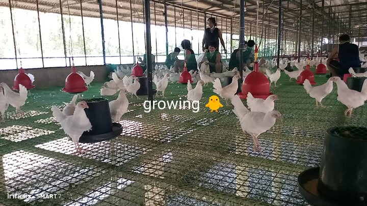 growing laying chicken