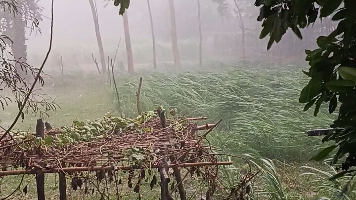 #rain#new flowers#