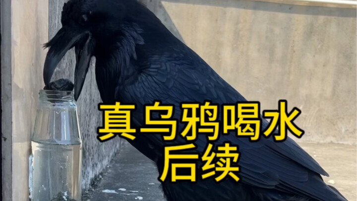 Real-Life Crow Drinking Water