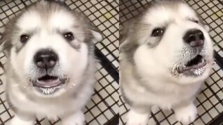 [Hewan] Anjing-anjing yang nakal dan lucu