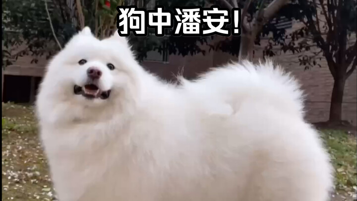 Thợ tạo kiểu hạng vàng trong giới chủ cún!