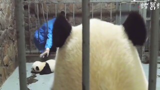 明目张胆的偷娃，真不拿我当回事