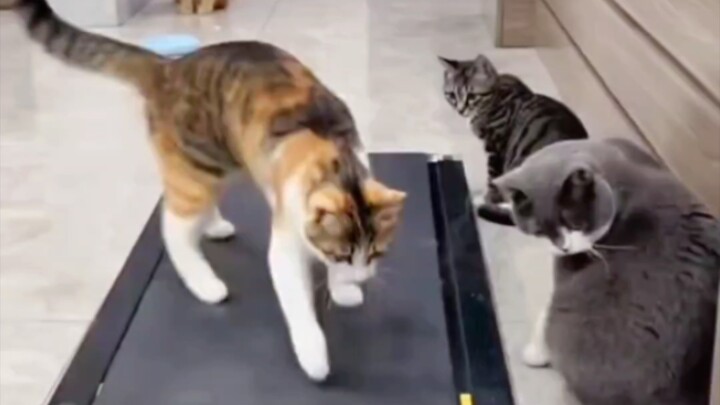 A catwalk that can't be surpassed!