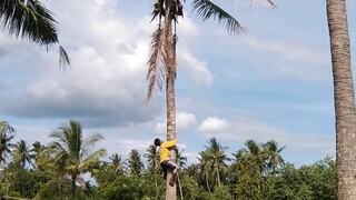 A man catching bird on top of coconut tree