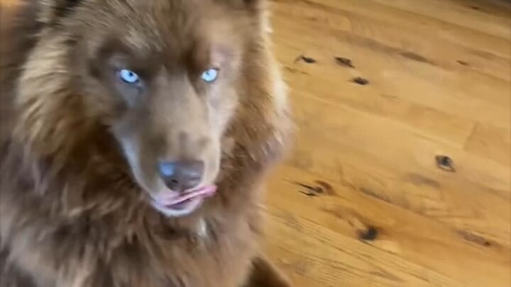 Some dogs may look fierce on the outside, but once they open their mouths, they’re basically just a 