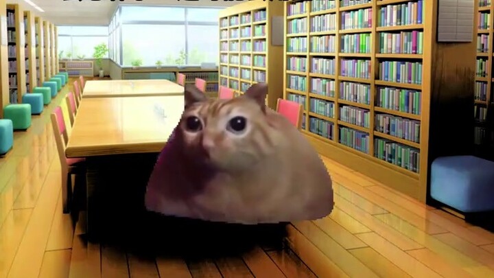 【Meme kucing】Para penggemar yang terobsesi dengan CP bisa melakukan apa saja
