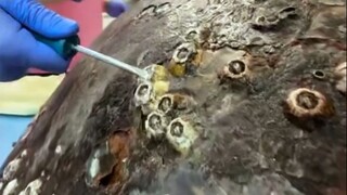 Barnacle: First of all, I didn’t provoke anyone.