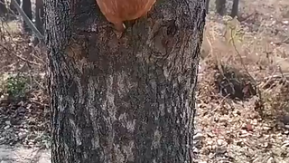 Nhặt được một cây "nấm đầu khỉ"