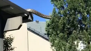 Living in Australia, you may see this spectacle: a 5-meter-long carpet python climbing up a tree fro