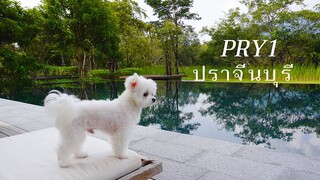 โรงแรม PRY1 ปราจีนบุรี น้องหมาไซส์เล็กพักได้ |Paikathin