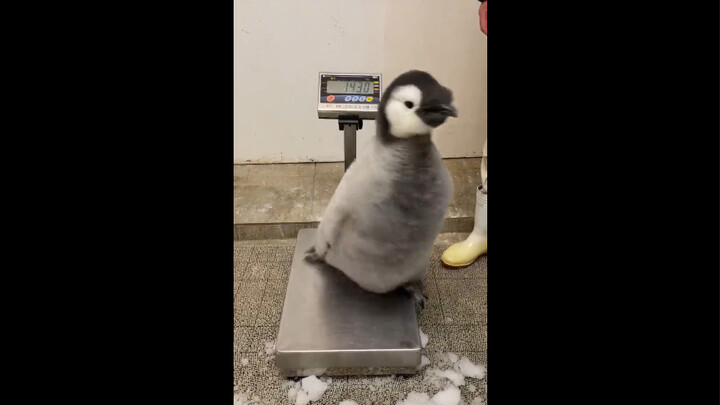 Một chú chim cánh cụt không dám đối mặt với cân nặng của mình